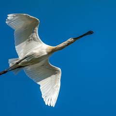 Полёт колпицы