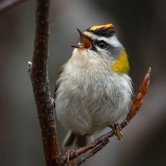 Весеннее настроение королька