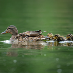 Мамаша и её пушистики
