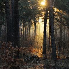 Сказка утреннего леса