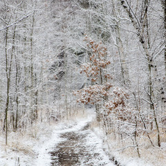 Зимняя дорога в ноябре