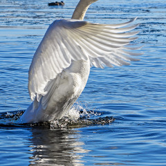 Белые крылья