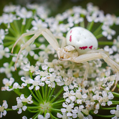 Очаровательный цветочный паук