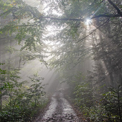Туманное сияние леса