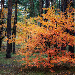Пылающий октябрь леса