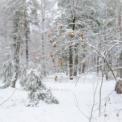 Зимняя лесная зарисовка