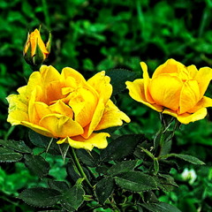 Жовті троянди