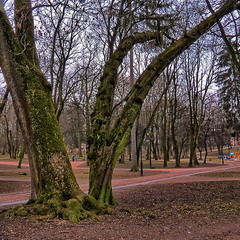 Старі дерева в парку