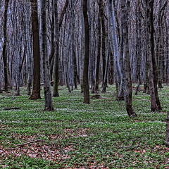 Весняний ліс