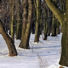 В зимовму лісі