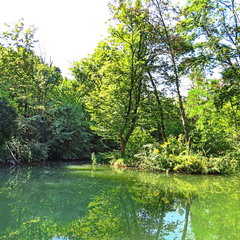 Лісове озеро