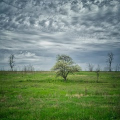 Облака и дерево