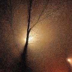 Вечер, дерево, фонарь.