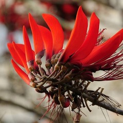 Цветок Эритрины