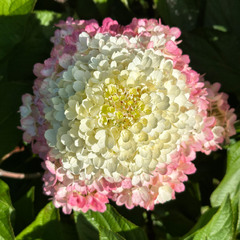 Осіння принцеса.