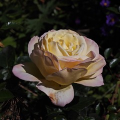 Осіння троянда