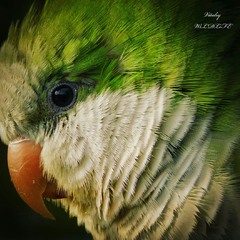 beautiful green parrot