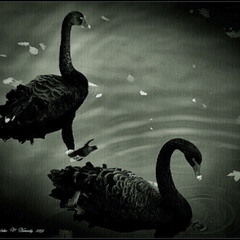 Swan fidelity...