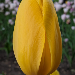 Місто мільйона тюльпанів