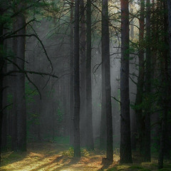 лесной мир - особый мир