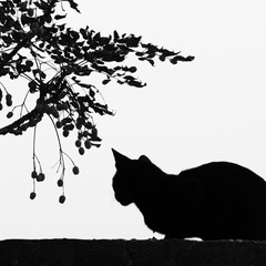 Одинокая жизнь чёрного кота