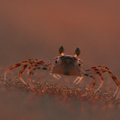 Red sunset sand crab