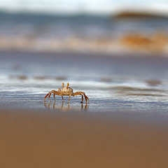 Dear sand crab