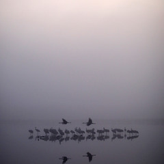 Cranes minimalism