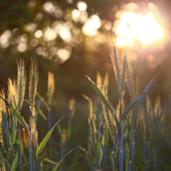 Умолкающий  свет на пшеничном поле
