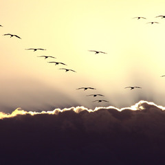 Полёт журавлей на фоне золотого света
