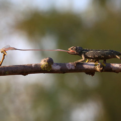 Dragonfly hunter