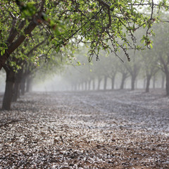 Ореховые деревья в тумане