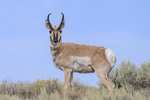 Вилоро́гая антило́па (Antilocapra americana)