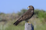 Канюк Свейсона (Buteo swainsoni)