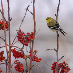 Американский чиж (Spinus tristis)