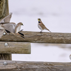 Из жизни рогатых жаворонков