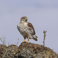 Королевский канюк (Buteo regalis)