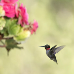 Красногорлый колибри