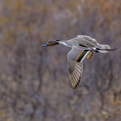Шилохвость (Anas acuta)