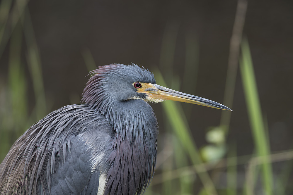 Egretta Tricolor