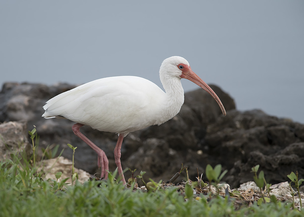 Ибис птица. Белый ибис фото. Красноногий ибис фото. Белый ибис. Красноногий ибис.