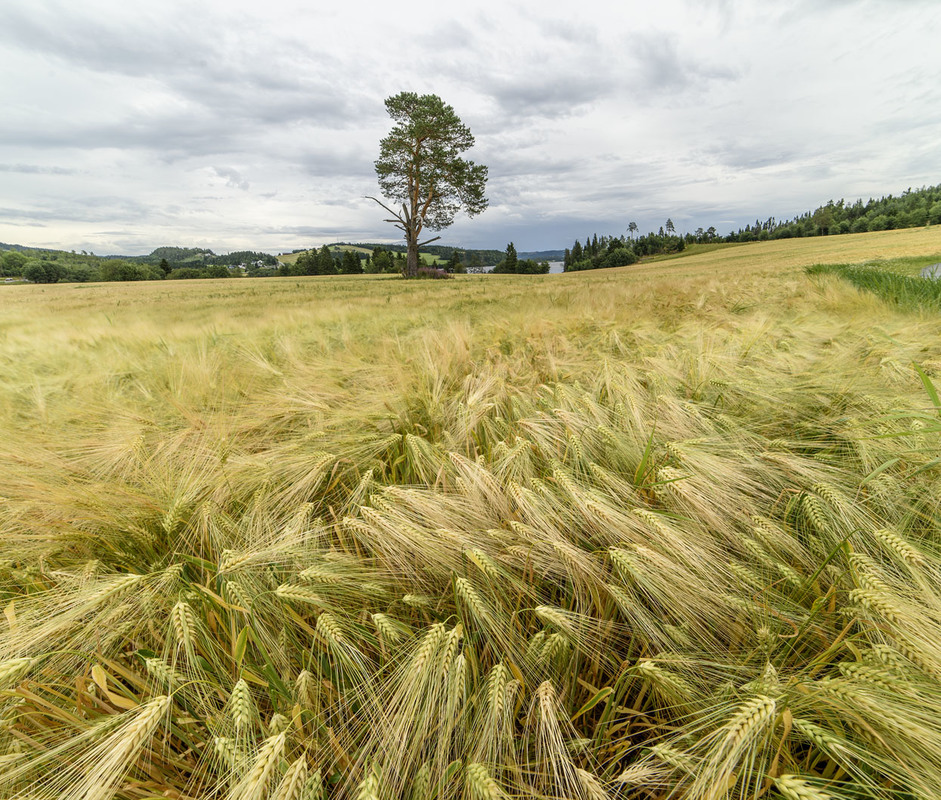 Ржаное Поле Фото