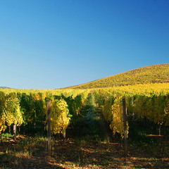 Осень в винограднике
