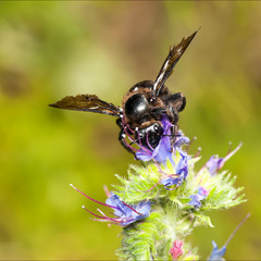 Пчела-плотник (Xylocopa valga)