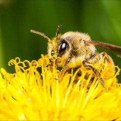 Пчёлка-замарашка