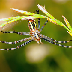 Аргиопа Брюнниха или паук-оса (лат. Argiope bruennichi)