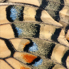 Фрагмент крыльев махаона (1000x2000)