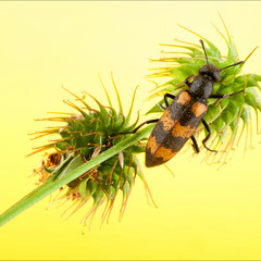 Пестряк пчелиный или пчеложук обыкновенный[(лат. Trichodes apiarius)