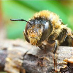 Портрет пчёлки