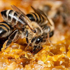 Пчелинная возня